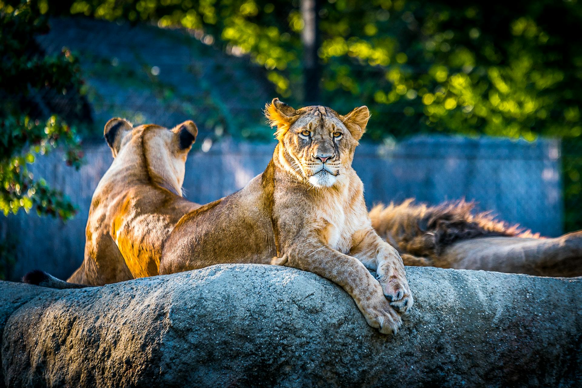 Discover the Tulsa Zoo on your next visit